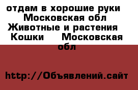 отдам в хорошие руки - Московская обл. Животные и растения » Кошки   . Московская обл.